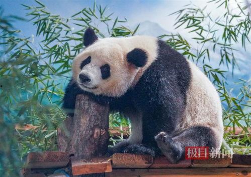 娱乐吃瓜酱功勋大熊猫,国宝传奇，熊猫界的明星风采  第3张